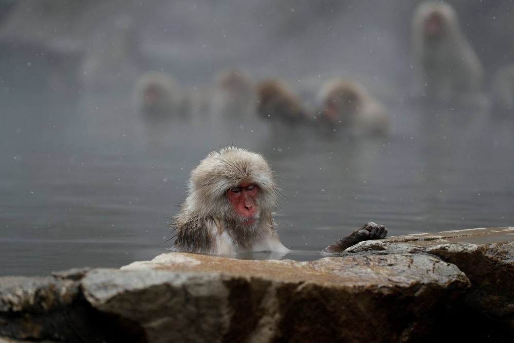 Группа обезьяна купается в теплой. Парк Джигокудани Япония. Парк снежных обезьян Джигокудани. Макаки в Японии в термальных источниках. Обезьяны в горячих источниках.