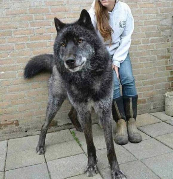 Великолепные гибриды волка и собаки