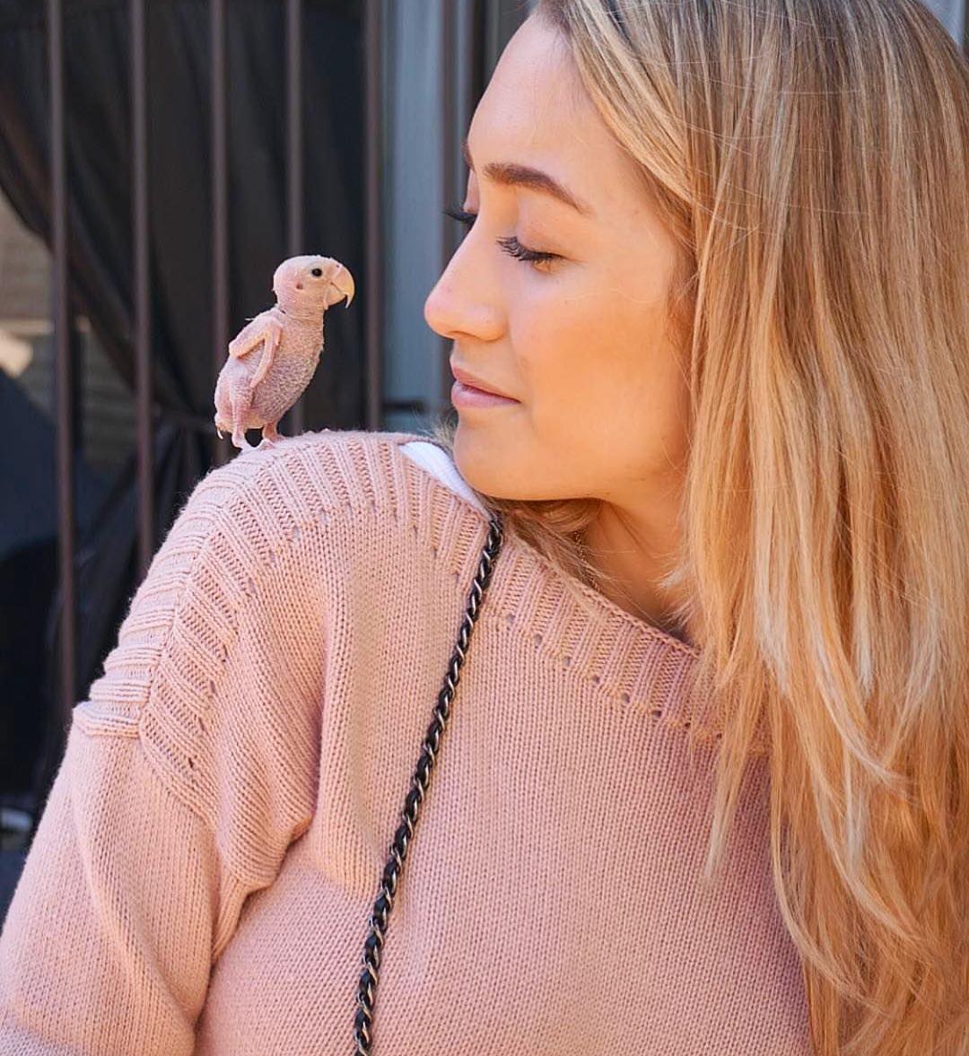 Поклонники шлют вязаную одежду лысому попугаю из Instagram