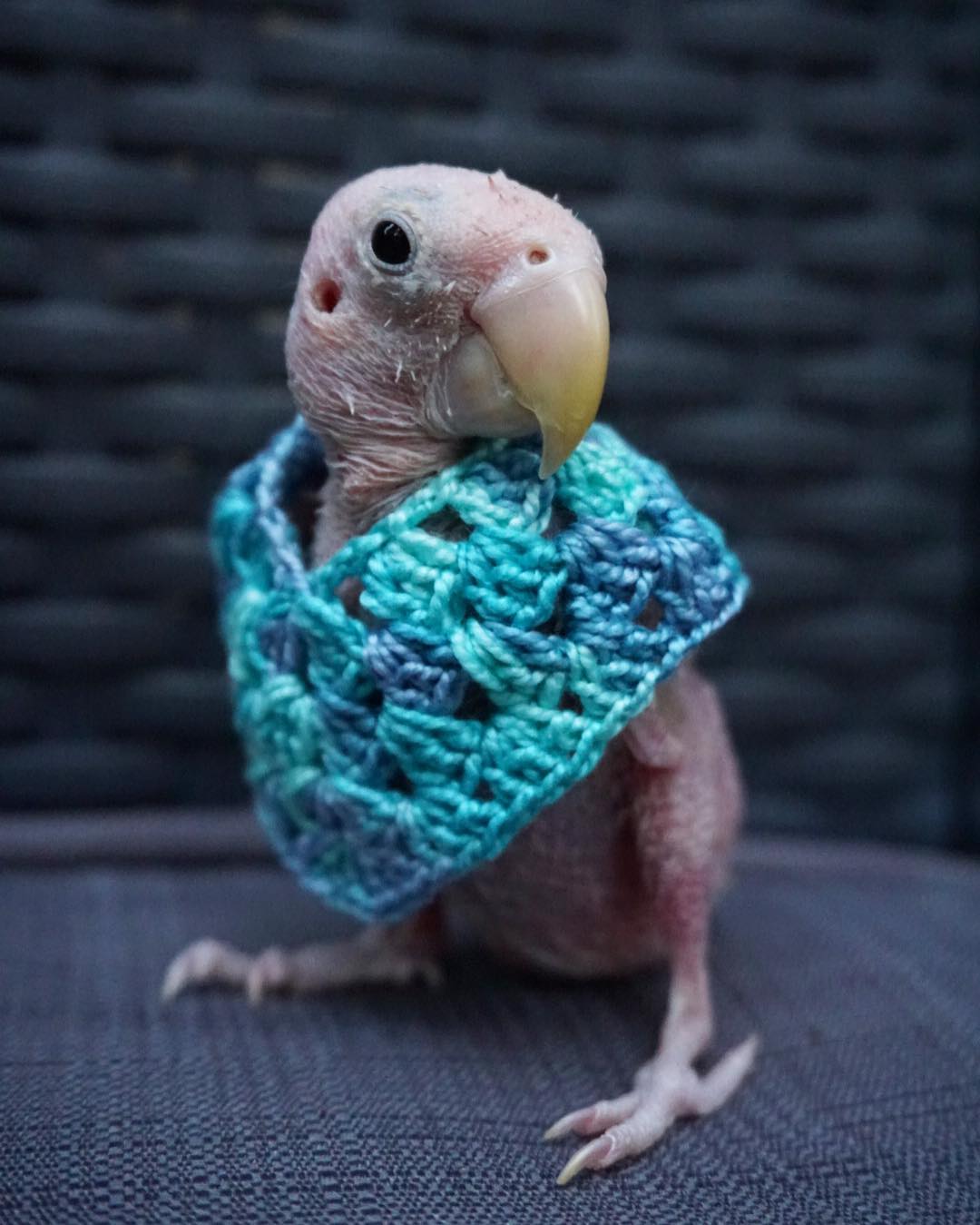 Поклонники шлют вязаную одежду лысому попугаю из Instagram