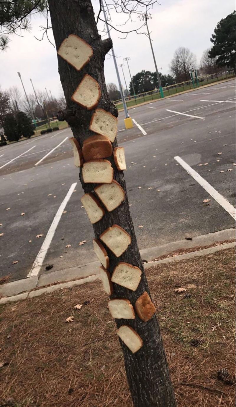 Странный хлеб, прикреплённый к дереву