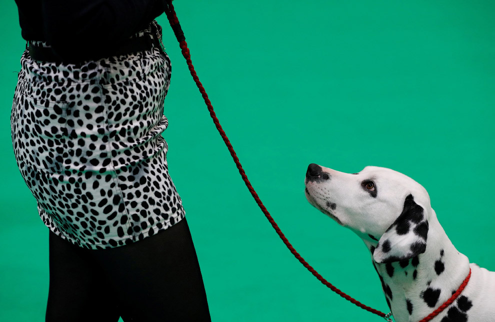 Crufts Dog Show 2018: крупнейшая в Европе выставка собак