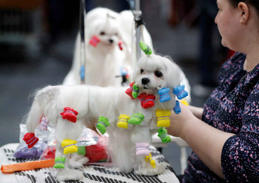 Crufts Dog Show 2018: крупнейшая в Европе выставка собак