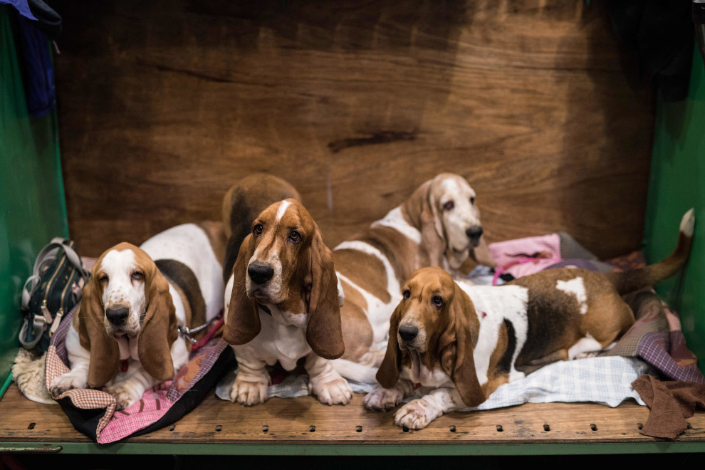 Crufts Dog Show 2018: крупнейшая в Европе выставка собак