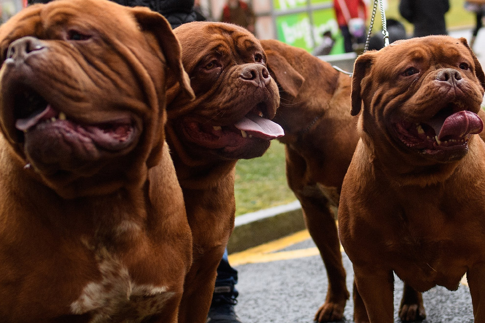 Crufts Dog Show 2018: крупнейшая в Европе выставка собак