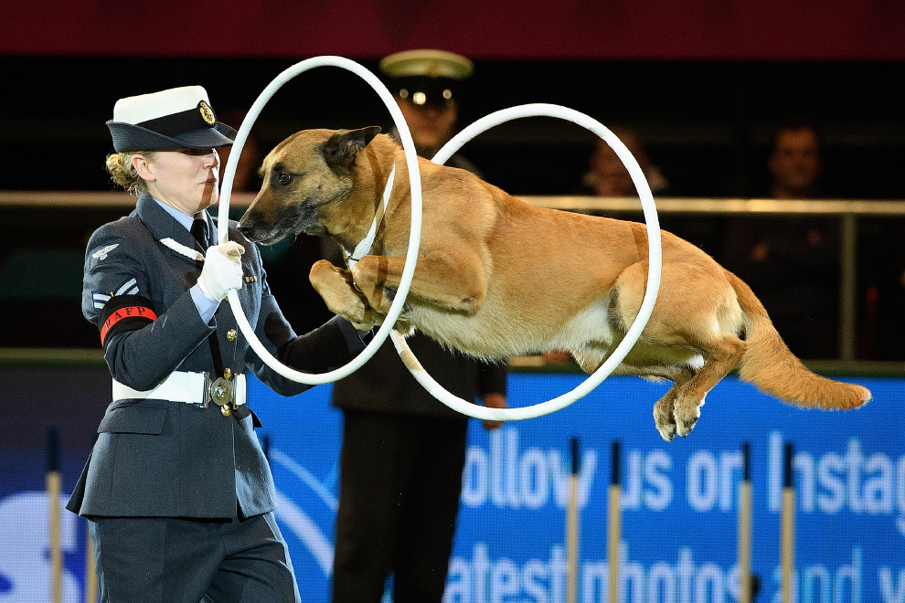 Crufts Dog Show 2018: крупнейшая в Европе выставка собак