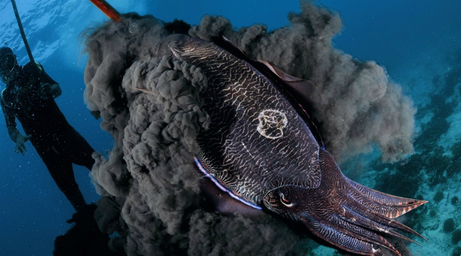 Подводные создания c удивительными способностями