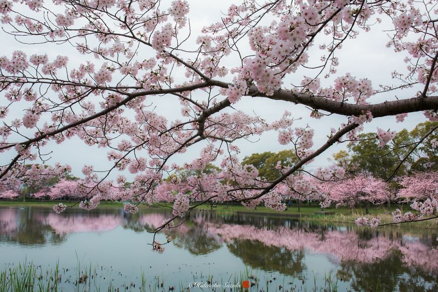 Сезон цвітіння сакури в Японії від Хіденобу Судзукі