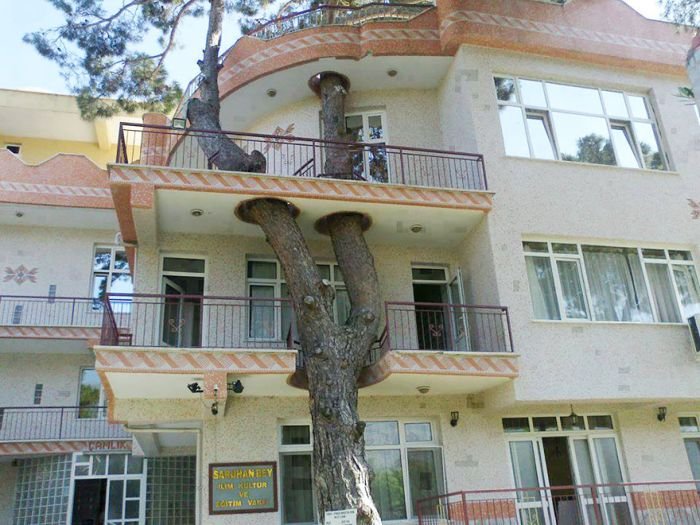 Деревья, которые стали неотъемлемой частью зданий