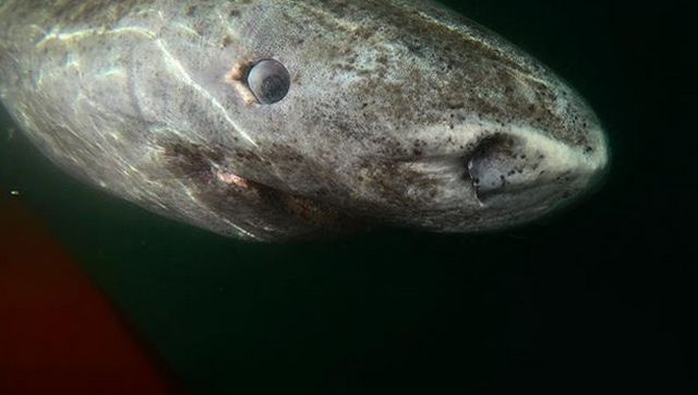 Гренландская акула оказалась старейшим позвоночным на планете