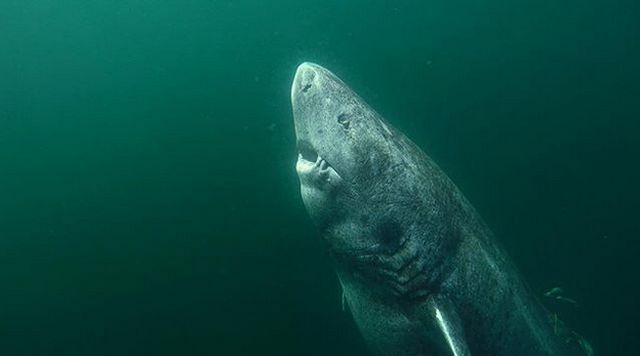 Гренландская акула оказалась старейшим позвоночным на планете