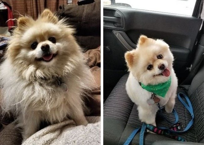 Лохматые собаки до и после стрижки