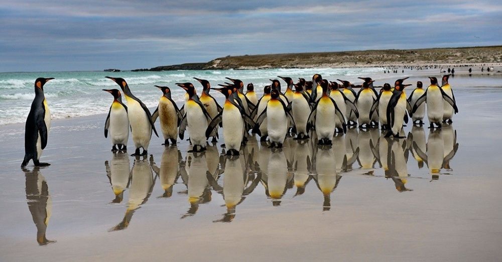 Эти милые и удивительные пингвины