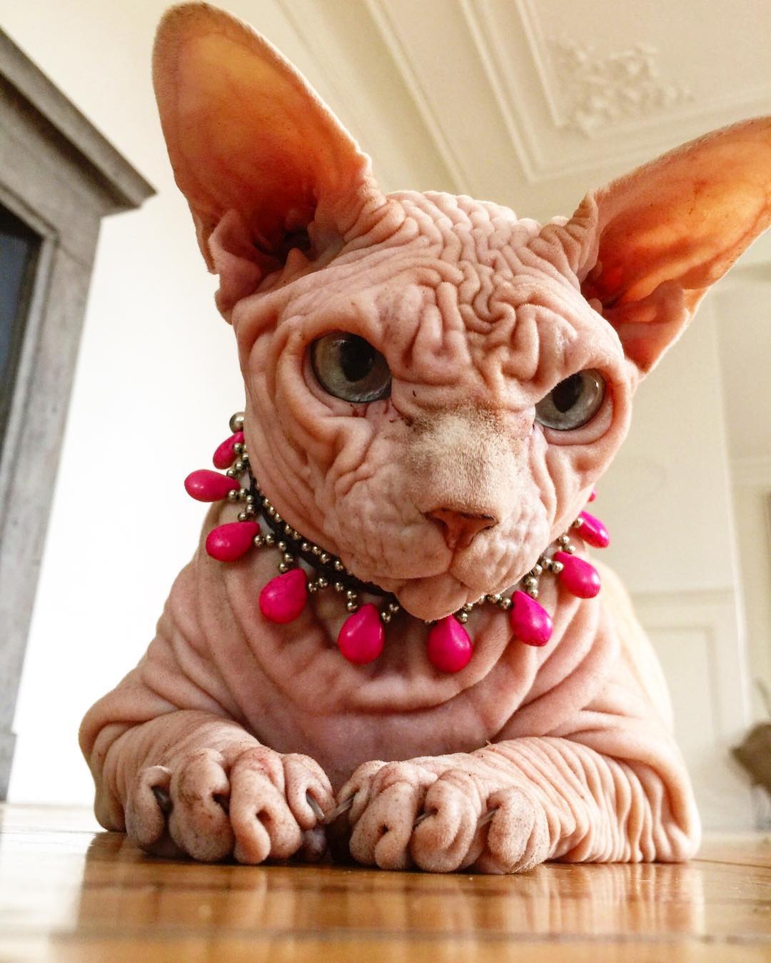 Лысый кот с суровым взглядом популярен в Instagram