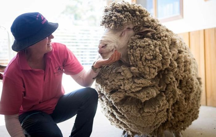 Овца, которую не стригли 4 года, избавилась от тяжелой ноши