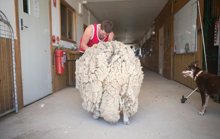 Овца, которую не стригли 4 года, избавилась от тяжелой ноши