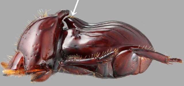 Eocorythoderus incredibilis - жук, которого носят термиты