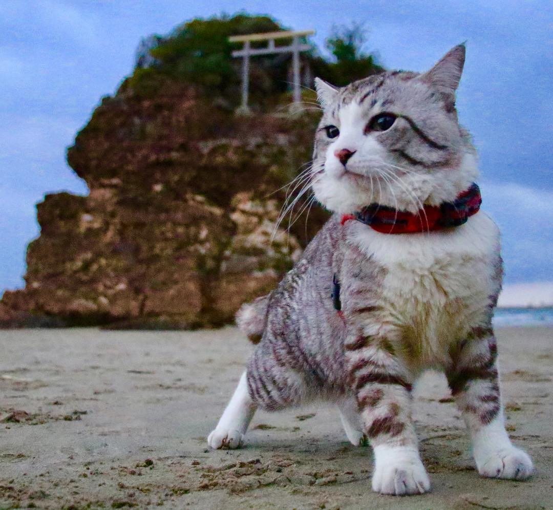 Ньянкичи - фотогеничный кот из Японии