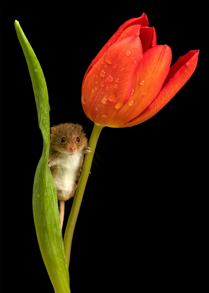 Мыши-малютки внутри тюльпанов от Майлса Херберта