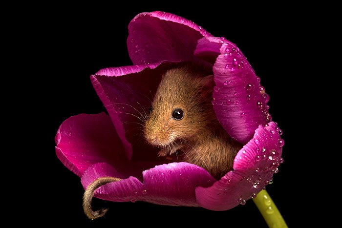 Мыши-малютки внутри тюльпанов от Майлса Херберта