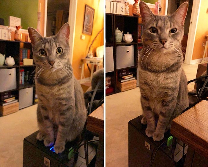Эти фотографии доказывают, что кошки могут быть засранцами