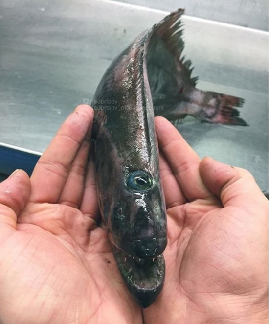 Мурманский рыбак фотографирует самых необычных обитателей моря