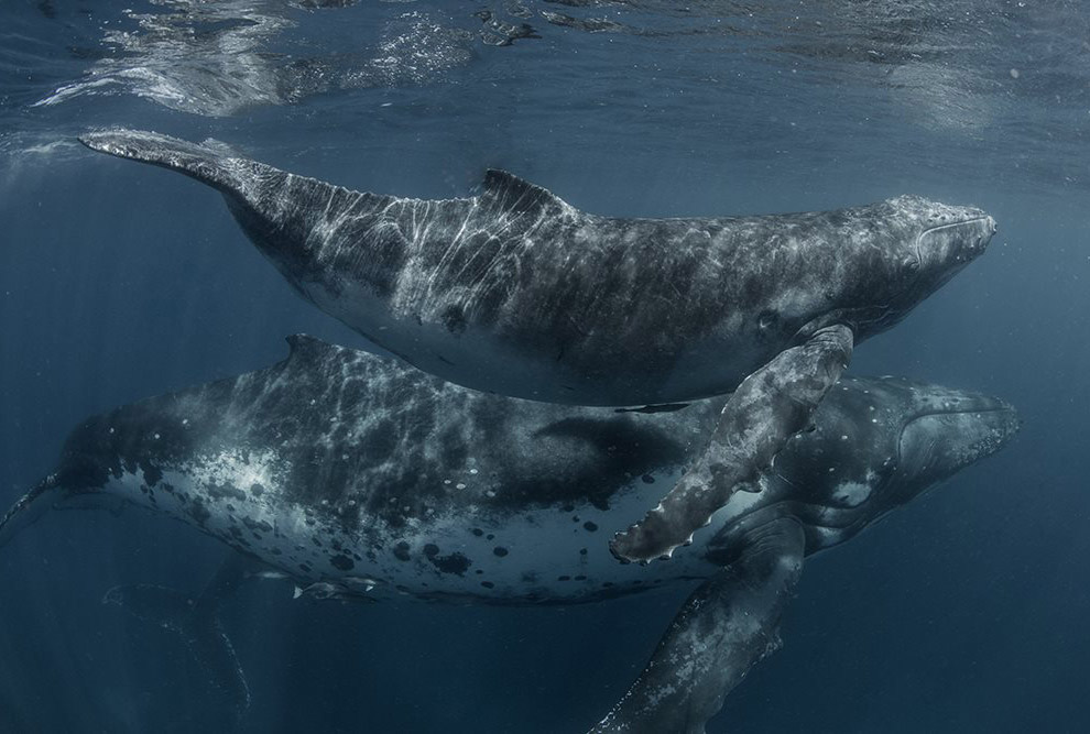 Королевство Тонга - рай с горбатыми китами