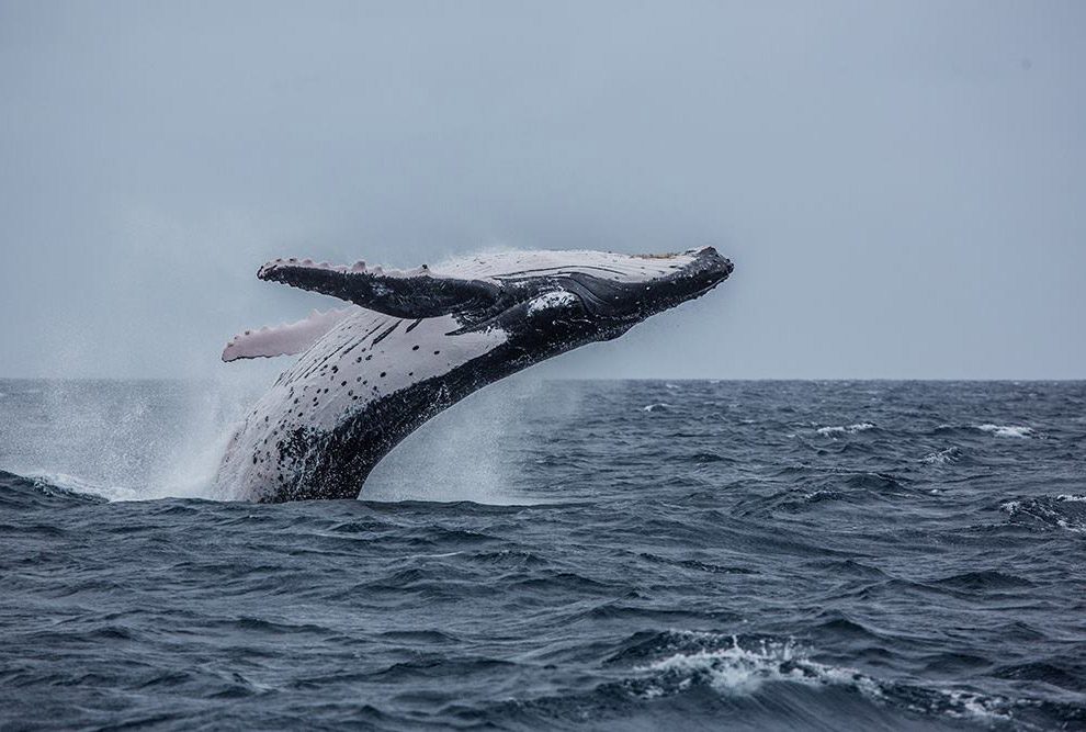 Королевство Тонга - рай с горбатыми китами