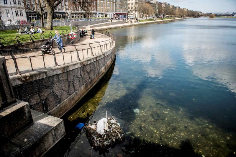 Самка лебедя свила гнездо из мусора и отложила в него яйца