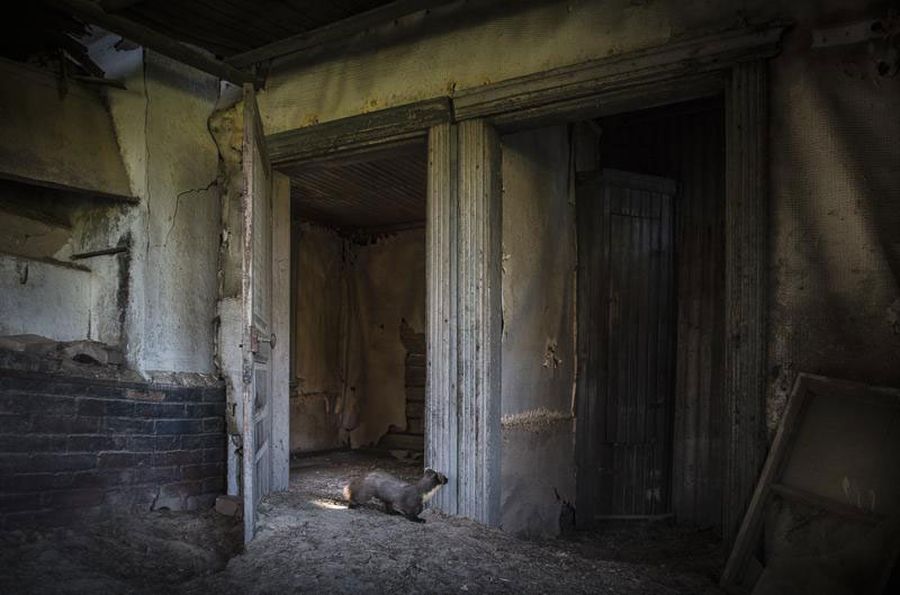 Снимки заброшенных домов, занятых дикими зверями