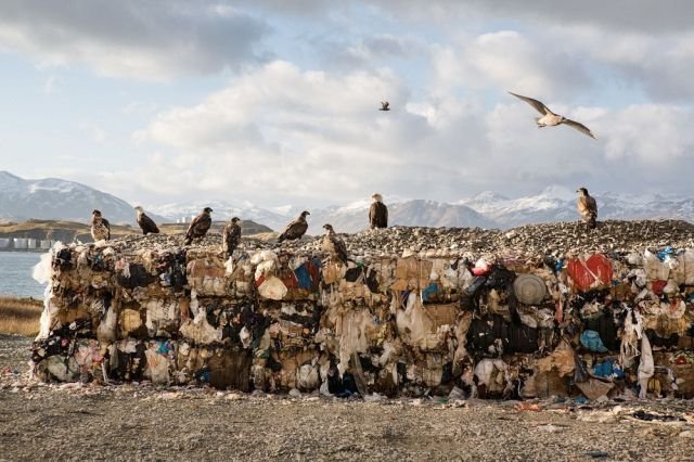 Белоголовые орланы - бич города Уналашка на Аляске