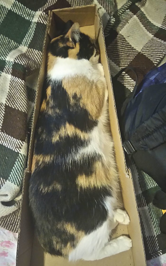 22 кота в коробках и укромных местах