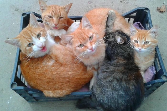 22 кота в коробках и укромных местах