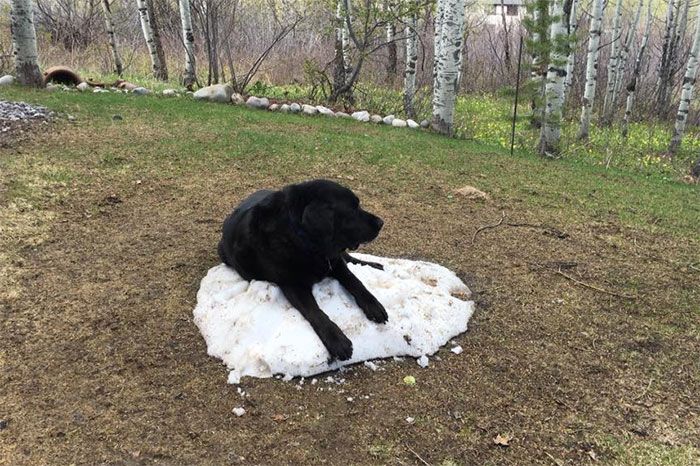Как лабрадор прощался с кучей снега
