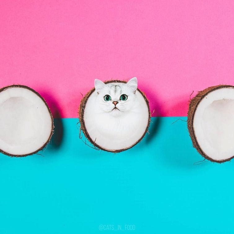 Котики и еда — забавный проект от российской художницы