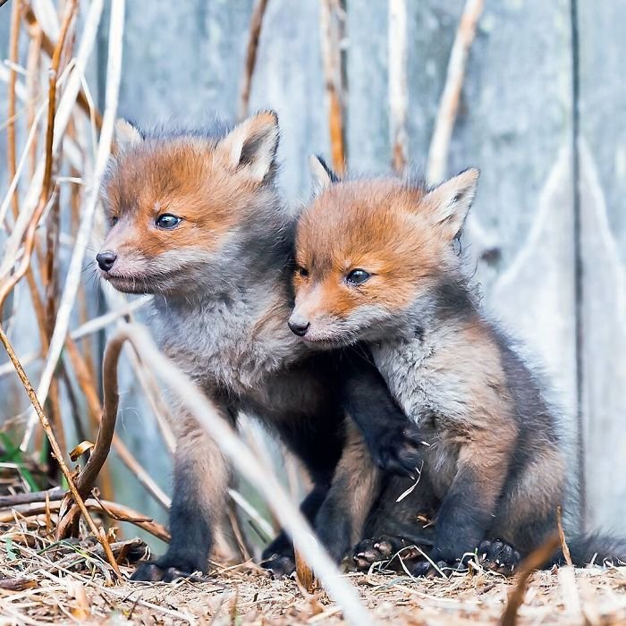 Дикие лисицы на снимках от Осси Сааринена
