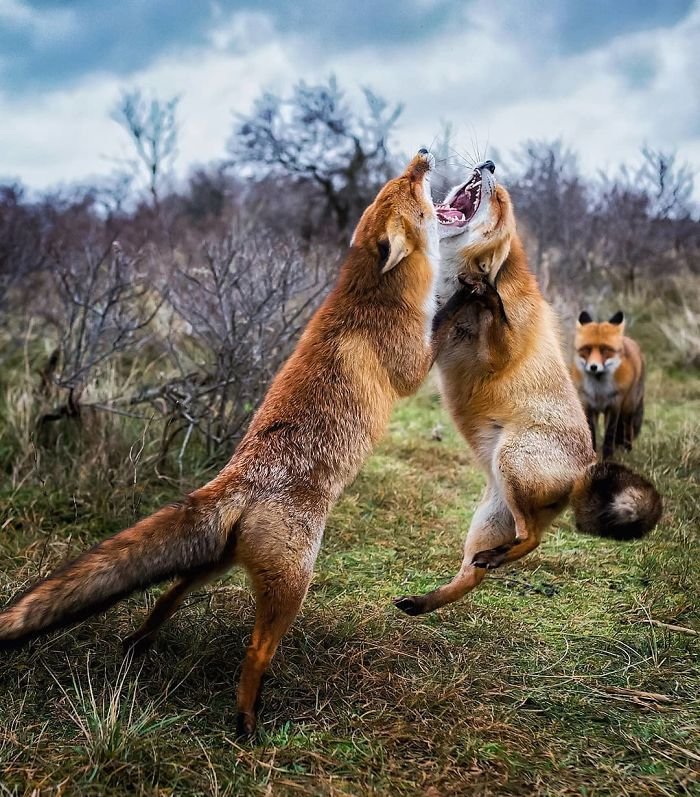 Дикие лисицы на снимках от Осси Сааринена