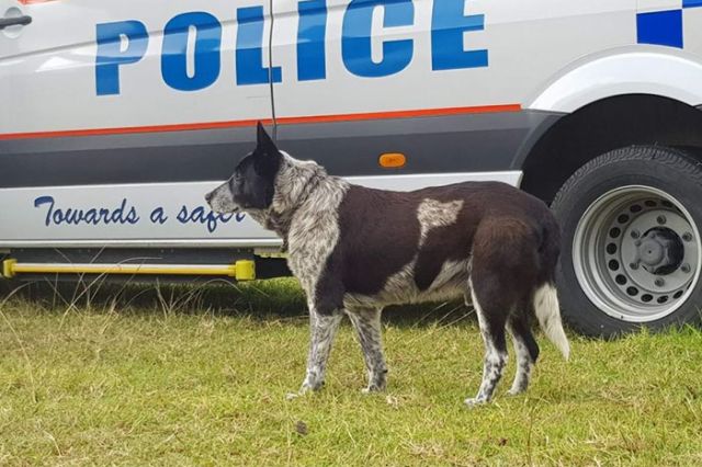 В Австралии пес спас 3-летнюю заблудившуюся девочку