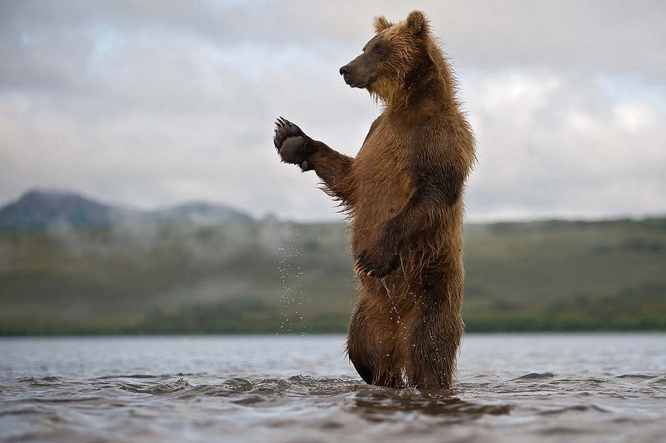 Красота бурых медведей Камчатки