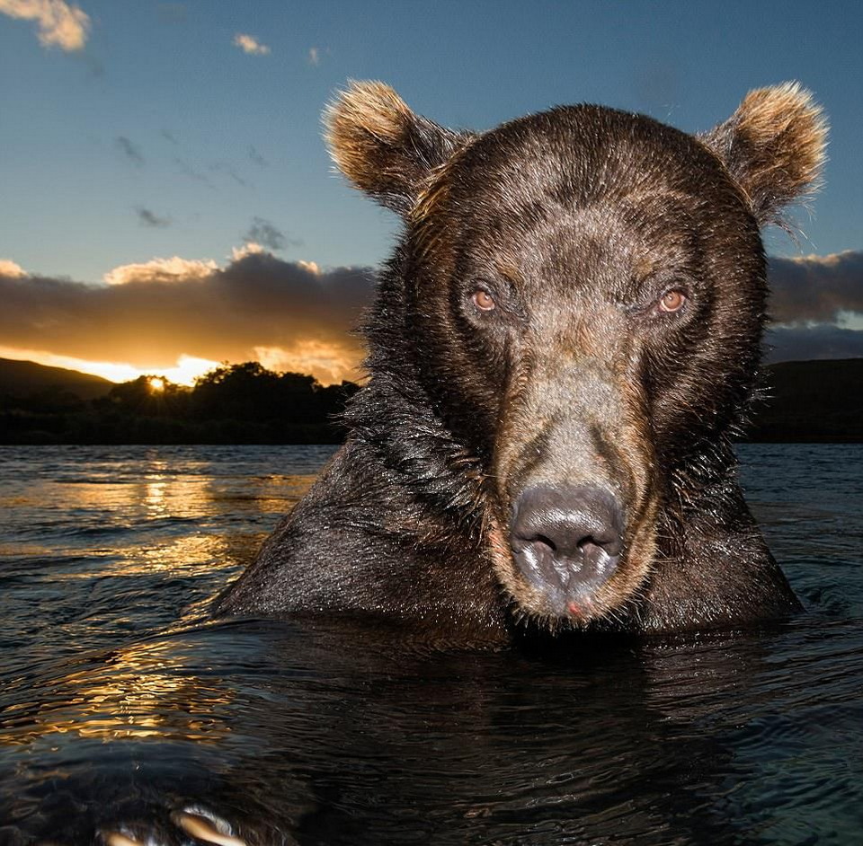 Красота бурых медведей Камчатки