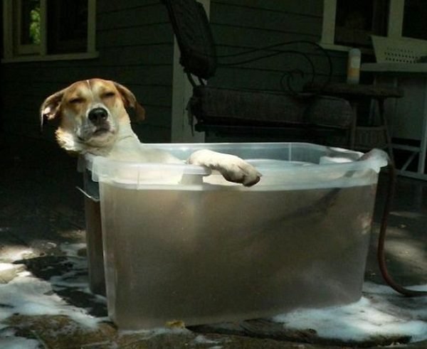 Эти собаки обожают принимать ванну
