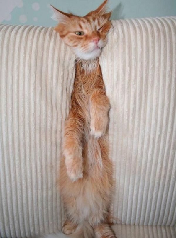 Кошки застряли в диванах