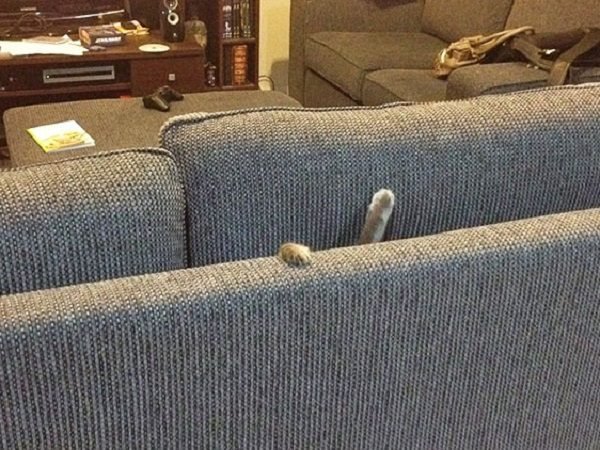 Кошки застряли в диванах