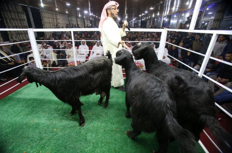 На аукционе горбоносых козлов в Иордании