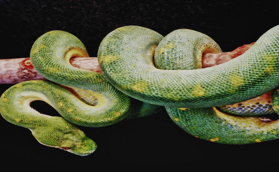 Самые длинные змеи, известные науке