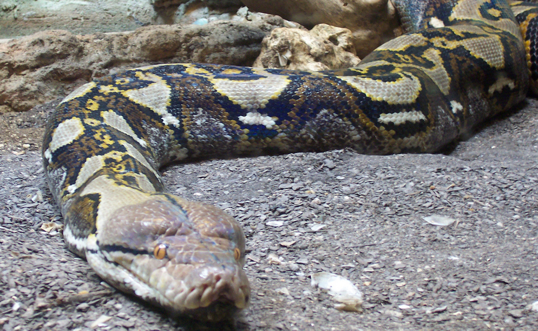 Самые длинные змеи, известные науке
