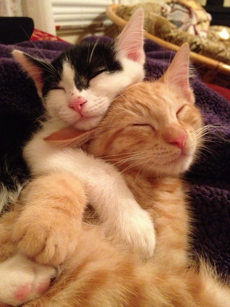 Картинки с любящими котиками. Кошки любовь. Милые котики вместе. Котики обнимаются. Кошки сладкая парочка.