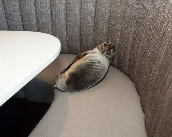 Морской лев отобедал в одном их ресторанов города Сан-Диего