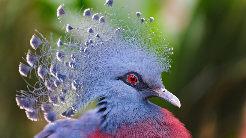 Необычные и удивительные птицы мира
