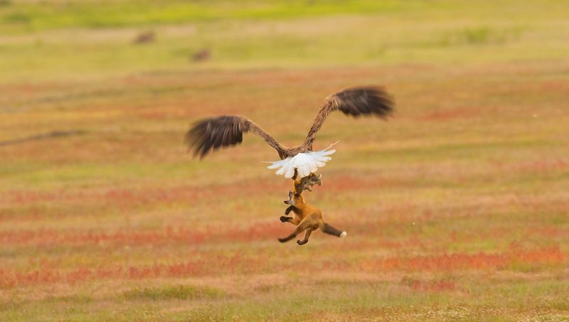 Битва орлана и лисы в воздухе за добычу